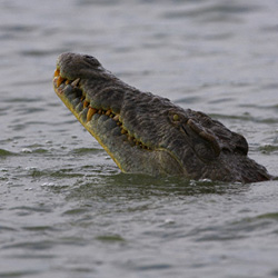 Крокодил терроризирует отдыхающих на Азовском море