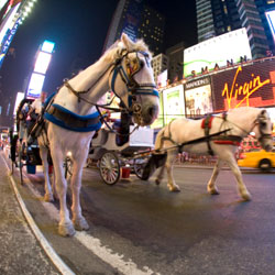 Нью-йоркские конные повозки запретят