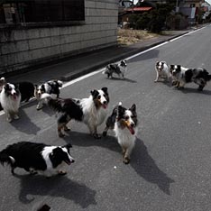В окрестностях "Фукусимы" остались только собаки