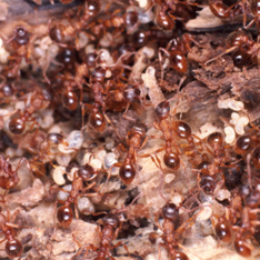 Ученые превратили муравьев в суперсолдат
