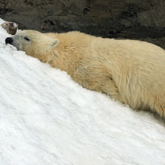Страдающий от жары медведь в Московском зоопарке. Фото из архива ИТАР-ТАСС