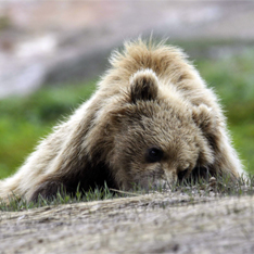 俄羅斯遊客齣手將棕熊打傷