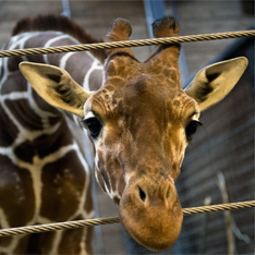 В Дании могут убить еще одного жирафа Мариуса