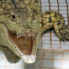 Циркового крокодила чуть не раздавила 120-килограммовая дама