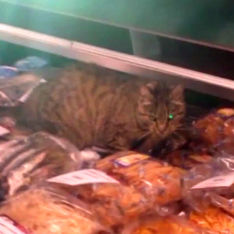 В Приморье кот забрался в магазин и съел черную икру