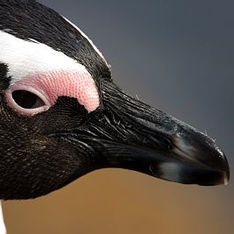 Пингвину сделали первый в мире протез клюва