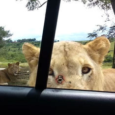 В Африке лев напугал туристов, открыв зубами дверь
