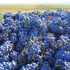 В Крыму появится виноградник 