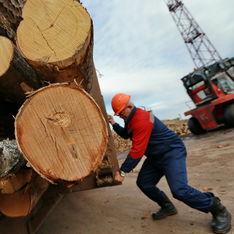 Производители древесины с 1 июля рискуют попасть за решетку