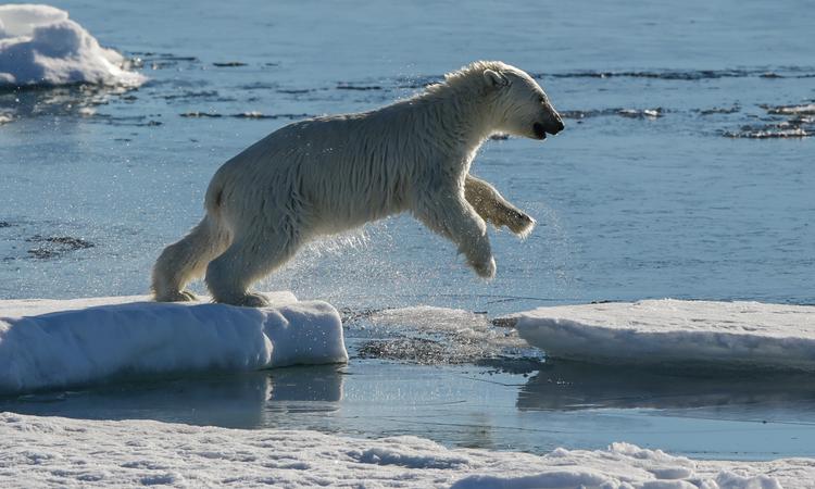Белый медведь на льдине в Северном Ледовитом океане. Фото: Артем Геодакян/ ТАСС 