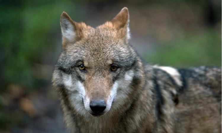 Бренд «Тамбовский волк» на сувенирах не является частной собственностью