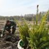 Бизнесменов отправят сажать лес