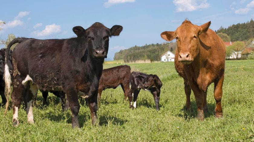 На Украине кончились коровы На Украине кончились коровы