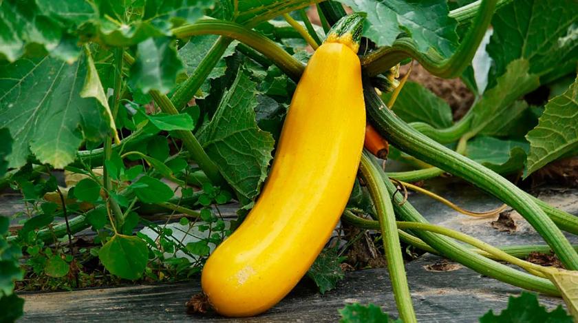 Рецепты на зиму: как законсервировать кабачки просто и вкусно Рецепты на зиму: как законсервировать кабачки просто и вкусно
