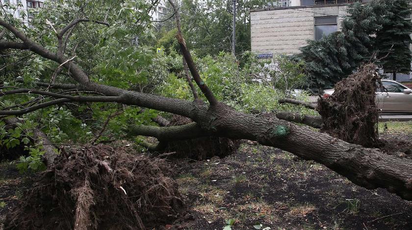Ураганный ветер в Москве вырвал более 30 деревьев