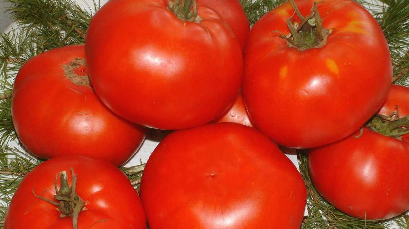 Подкормка для помидоров: рецепт, подкормка в домашних условиях, какизготовить :: Огород