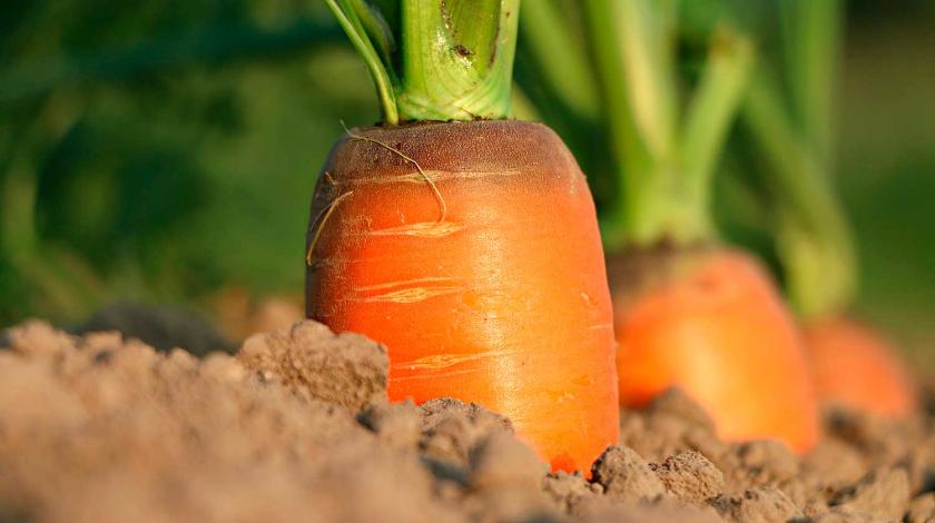 Как посадить морковку без прореживания :: Огород