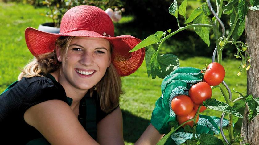 Выкидывать не нужно: как использовать ботву от помидоров