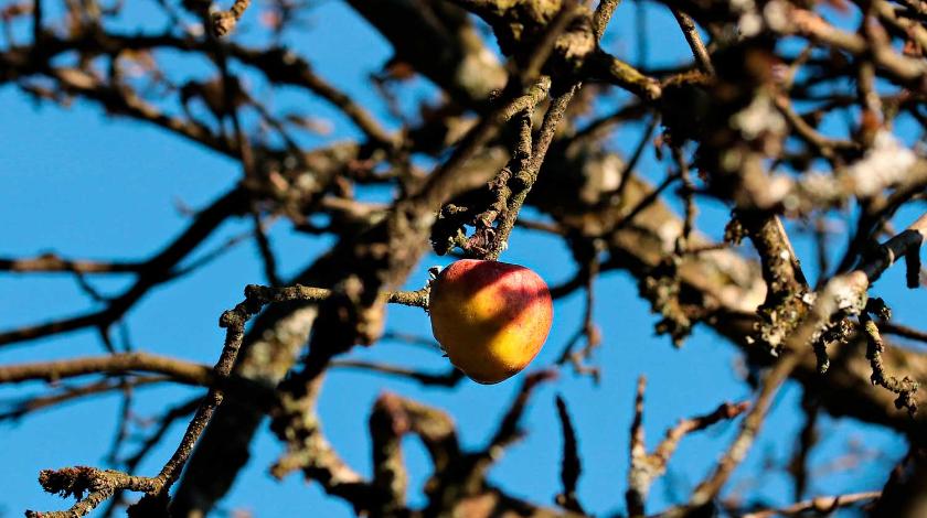 Как спасти яблоню от болезней: пять простых правил обрезки осенью