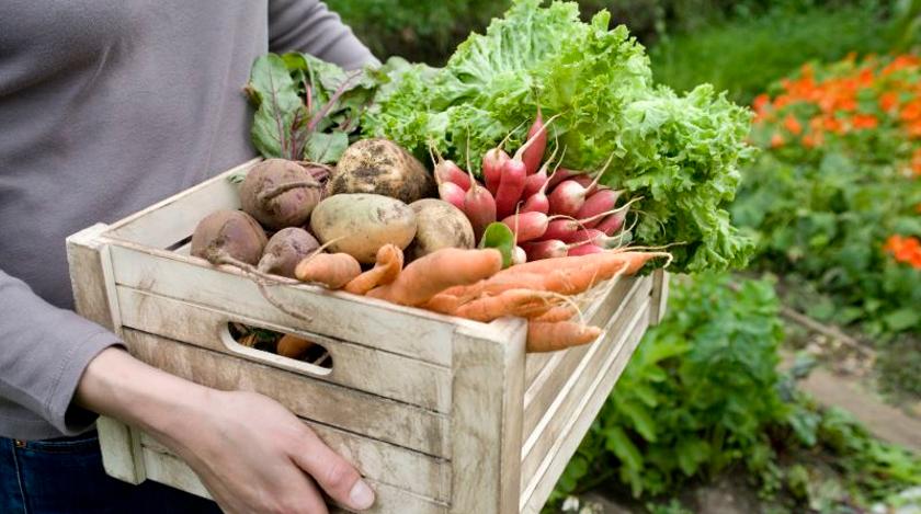 Что нельзя сажать после моркови на следующий год и что можно в открытомгрунте :: Огород