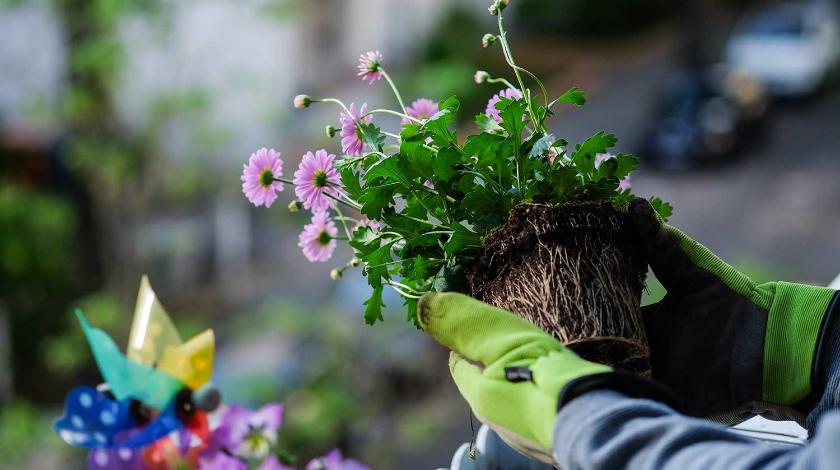 Чтобы не повредить корни: как правильно пересаживать комнатные цветы