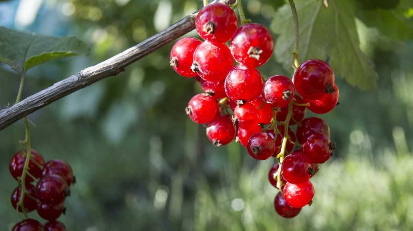 Чем подкормить смородину, чтобы ягоды были крупные и сладкие :: Огород
