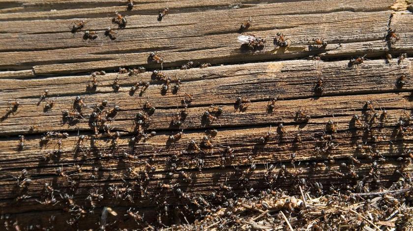 Как избавиться от муравьев и тли в огороде и саду: проверенные способы