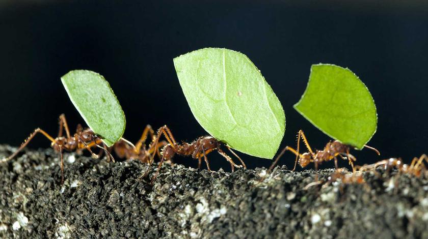 Какие растения отпугивают муравьев – советы дачникам
