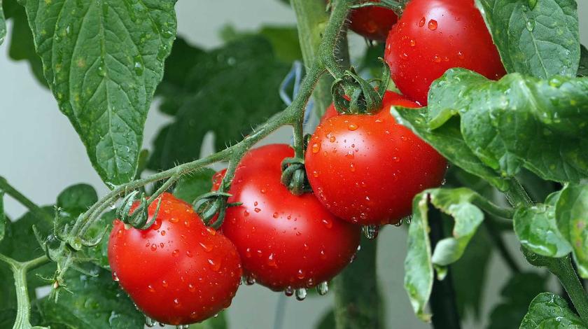 Как правильно подвязывать томаты: 5 способов