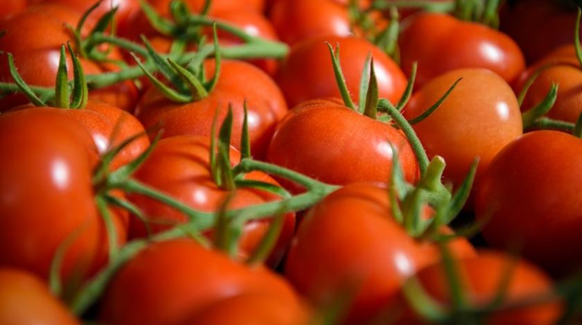 Почему помидоры чернеют и что делать: советы огородникам :: Огород