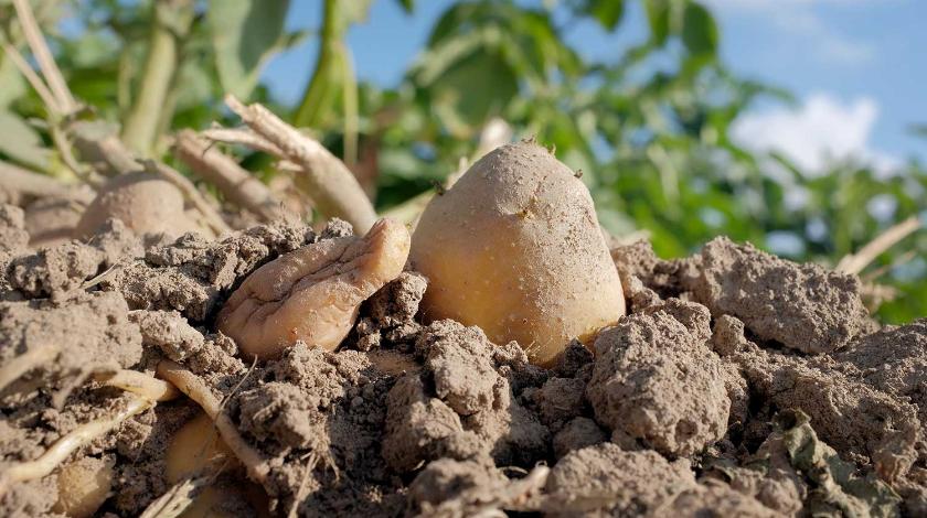Уход за картофелем в августе: как поливать, какие подкормки вносить ::Огород