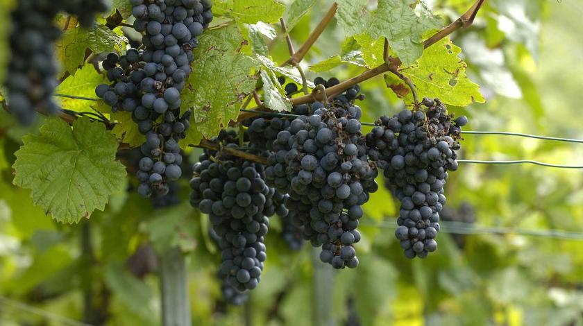 Важны полив и обрезка: как ухаживать за виноградом в августе  