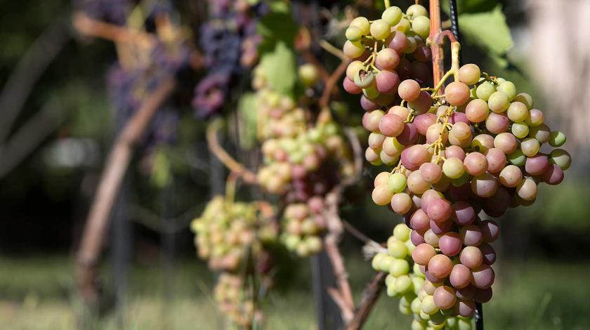 Тщательный контроль: что делать во время вызревания виноградной лозы