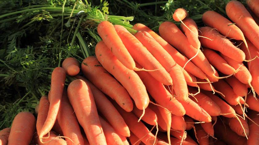 Зачем "припудривать" морковь золой во время хранения 