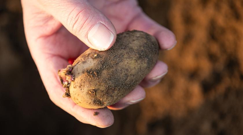 Без инсектицидов: как обезопасить картофель от проволочника весной