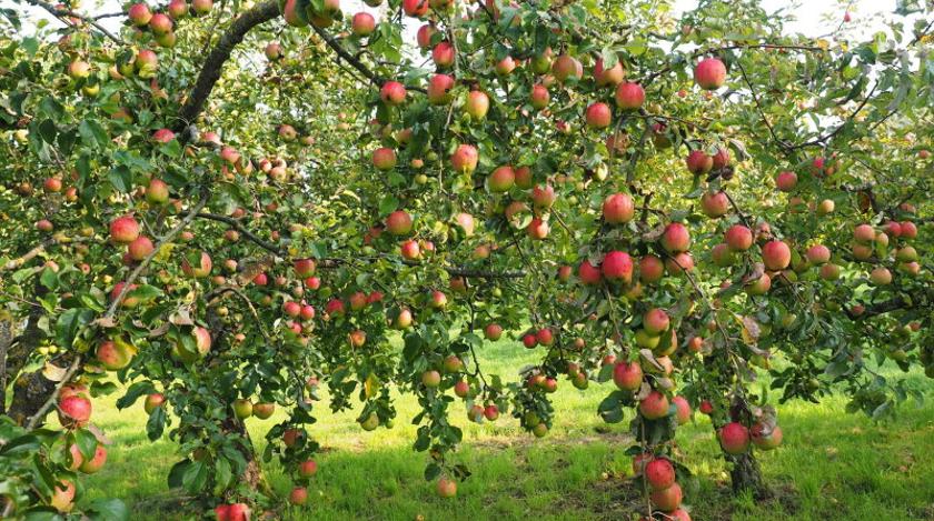 Повышаем урожайность яблони: что нужно сделать в конце весны