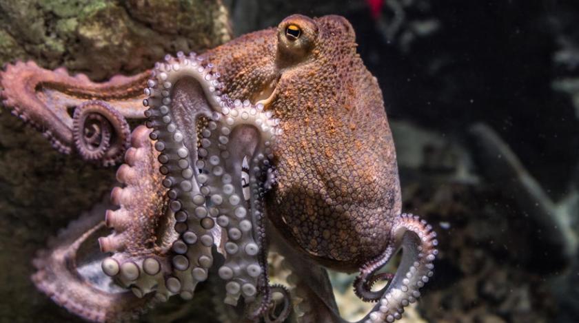 "Сходят с ума": раскрыта загадка странного поведения осьминогов после спаривания