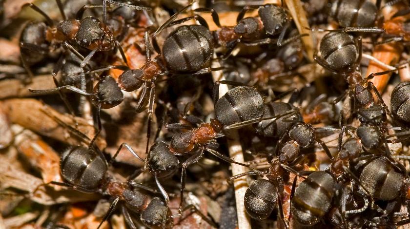 Как раз и навсегда изгнать муравьев из дома