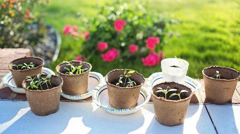 Огород на подоконнике: какие овощи можно вырастить дома