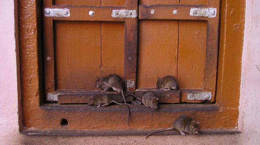 Британских военных расселили в ужасных домах с крысами и плесенью