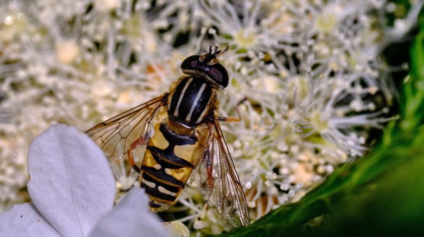Каких насекомых бояться летом: аллерголог рассказал о последствиях укусов