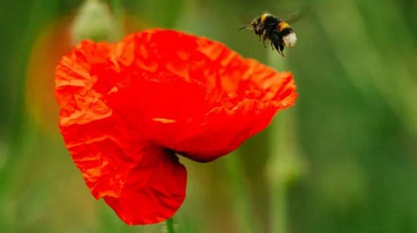 Как привлечь полезных насекомых на огород: народный метод
