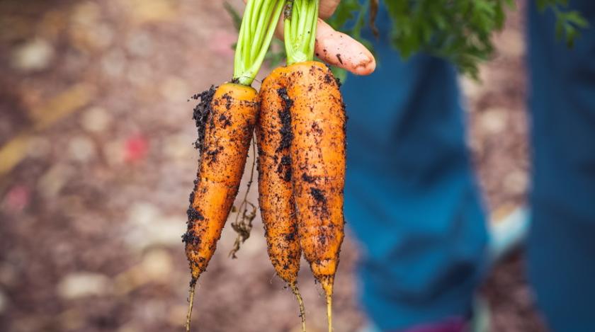 Хитрости подзимнего посева моркови: как получить богатый урожай