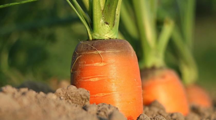Как вырастить сладкую и ровную морковь: секрет агронома