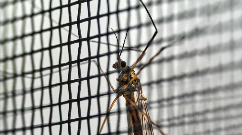 Как снять зуд после укуса насекомых: назван проверенный способ