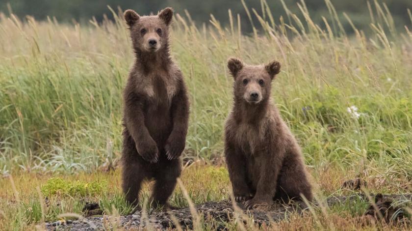 "Кого хотите испугать?": россияне искупались в Байкале в компании медведей – видео
