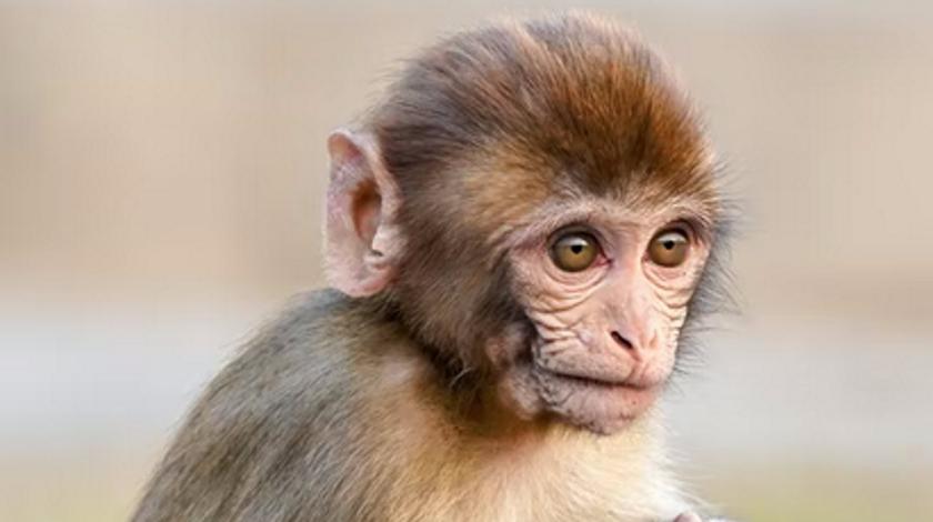 Банные процедуры очаровательной обезьянки умилили публику