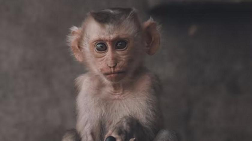 Романтические заигрывания обезьянки с мини-псом умилили публику – видео