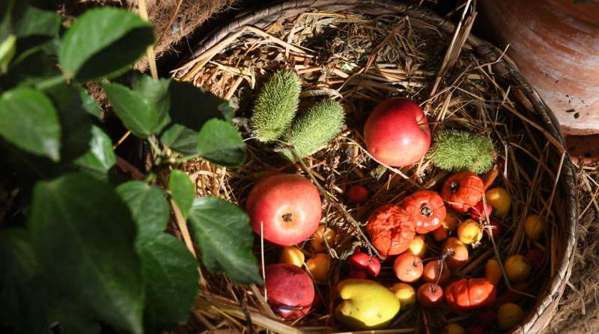 На компост и подкормку: что делать в огороде с гнилыми яблоками