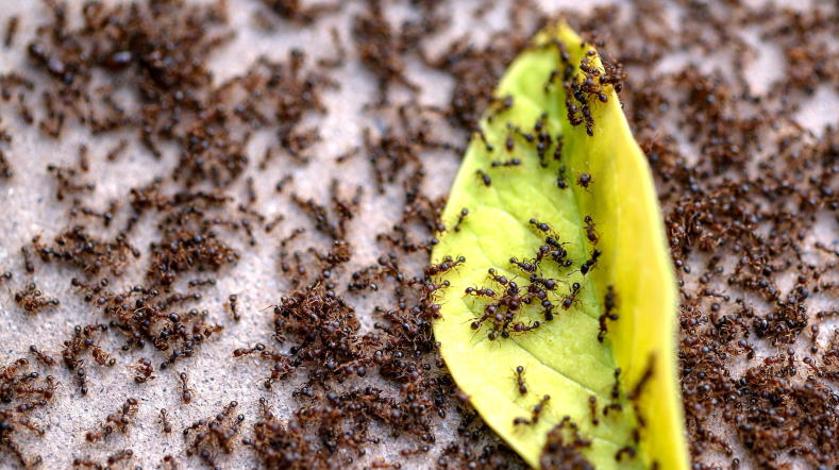 Как избавить огород от муравьев: проверенный способ